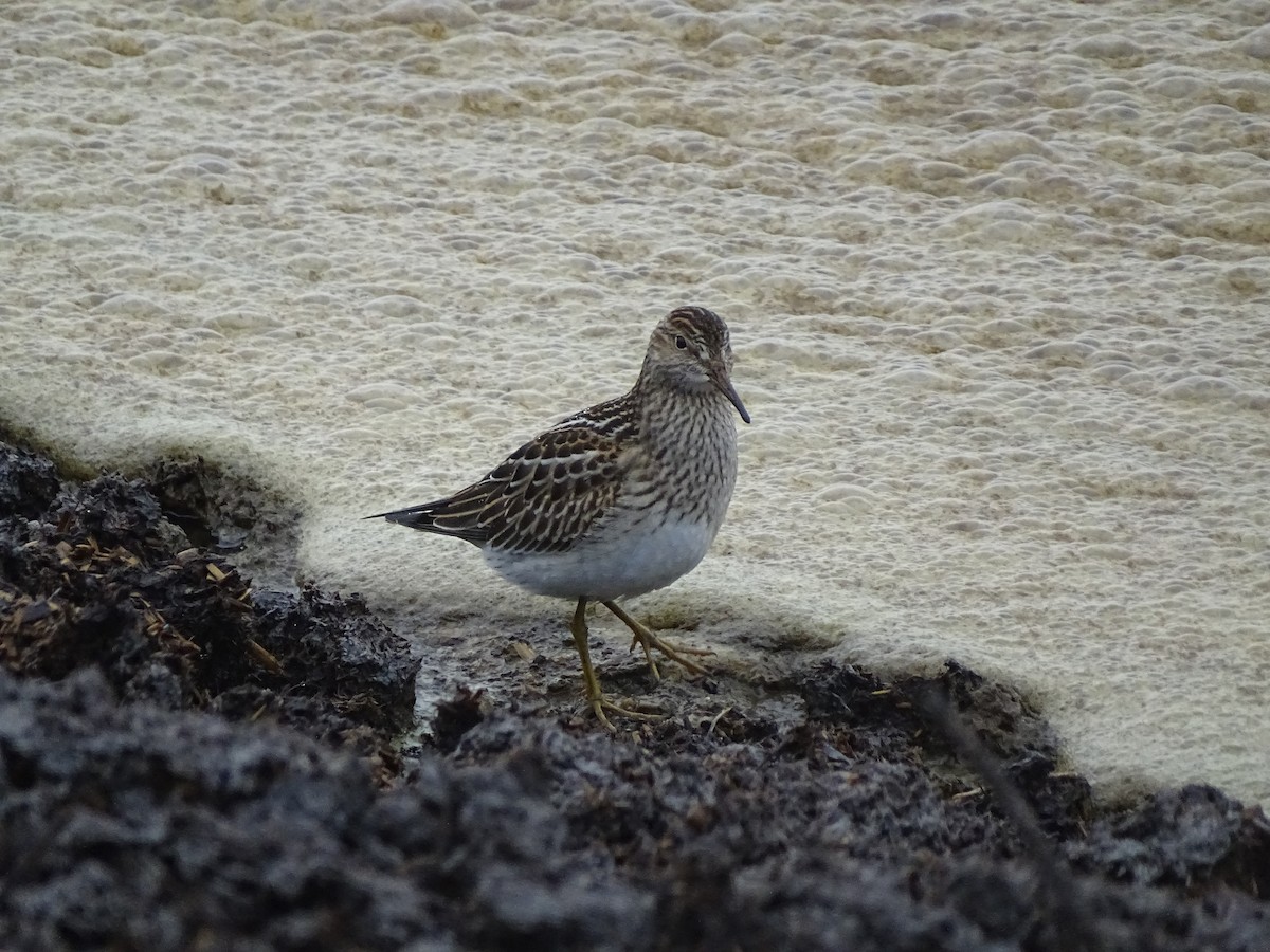 アメリカウズラシギ - ML643849431