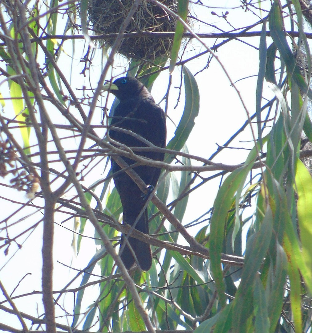 Red-rumped Cacique - ML643849435