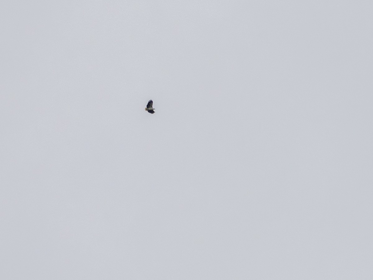 Mantled Hawk - ML643849448
