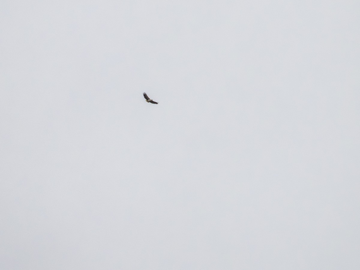 Mantled Hawk - ML643849449