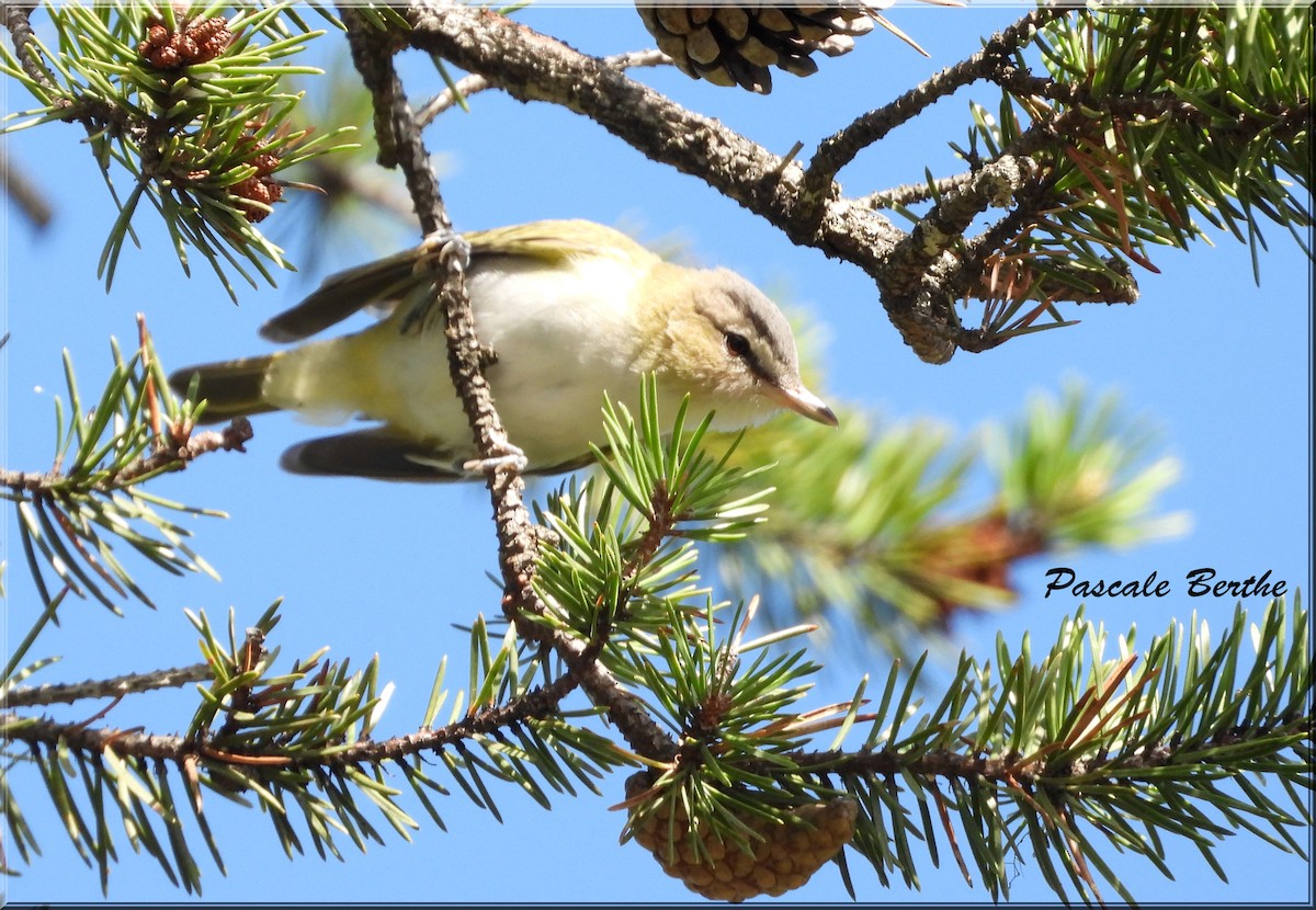 Rotaugenvireo - ML643849450