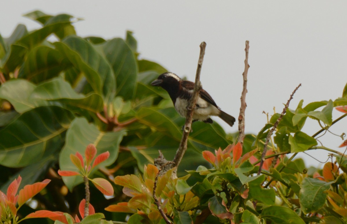 Белоухая либия - ML643849456