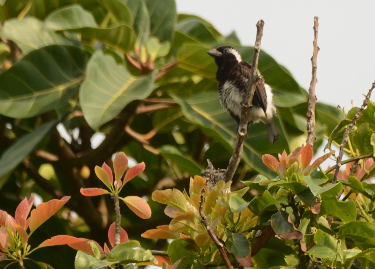 Белоухая либия - ML643849457