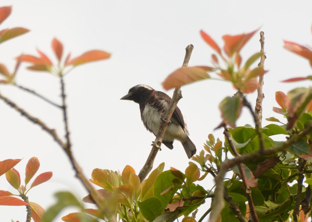 Белоухая либия - ML643849458