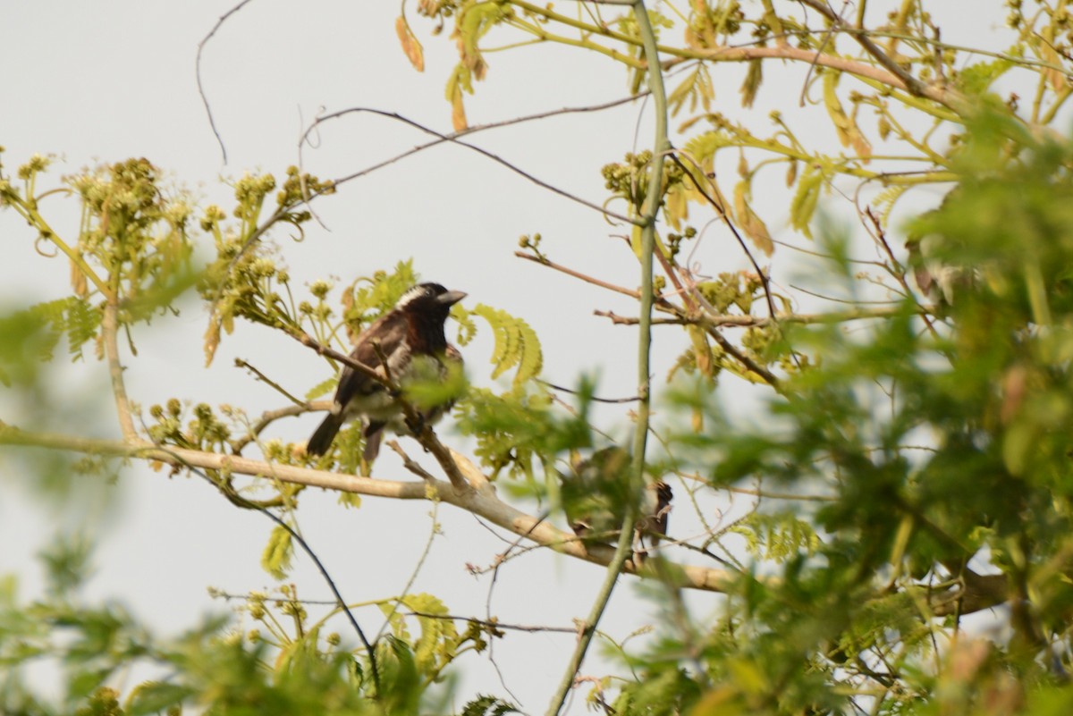 Белоухая либия - ML643849459