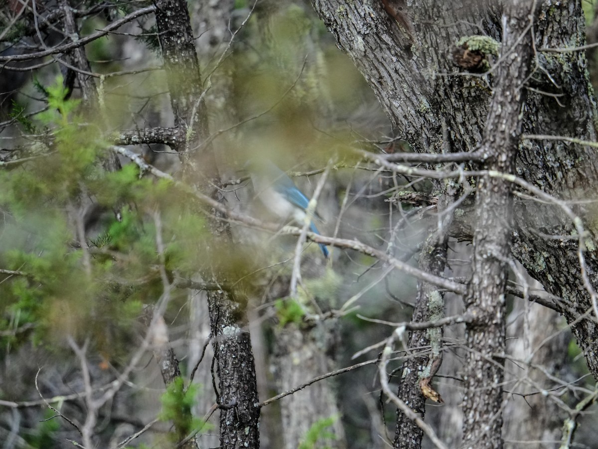 Mexican Jay - ML643849462