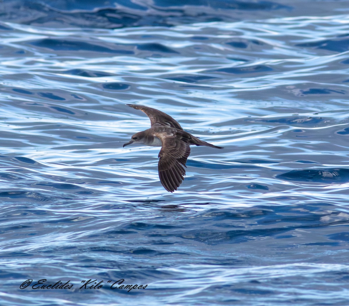 Wedge-tailed Shearwater - ML643849467