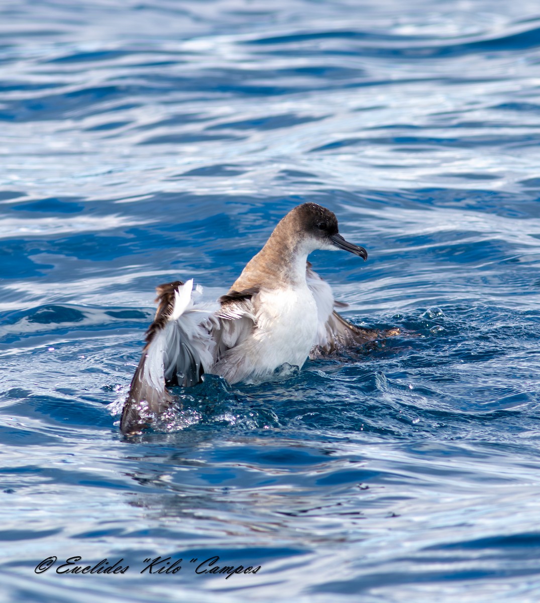 Wedge-tailed Shearwater - ML643849468