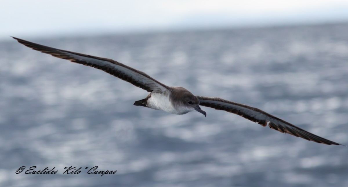 Wedge-tailed Shearwater - ML643849470
