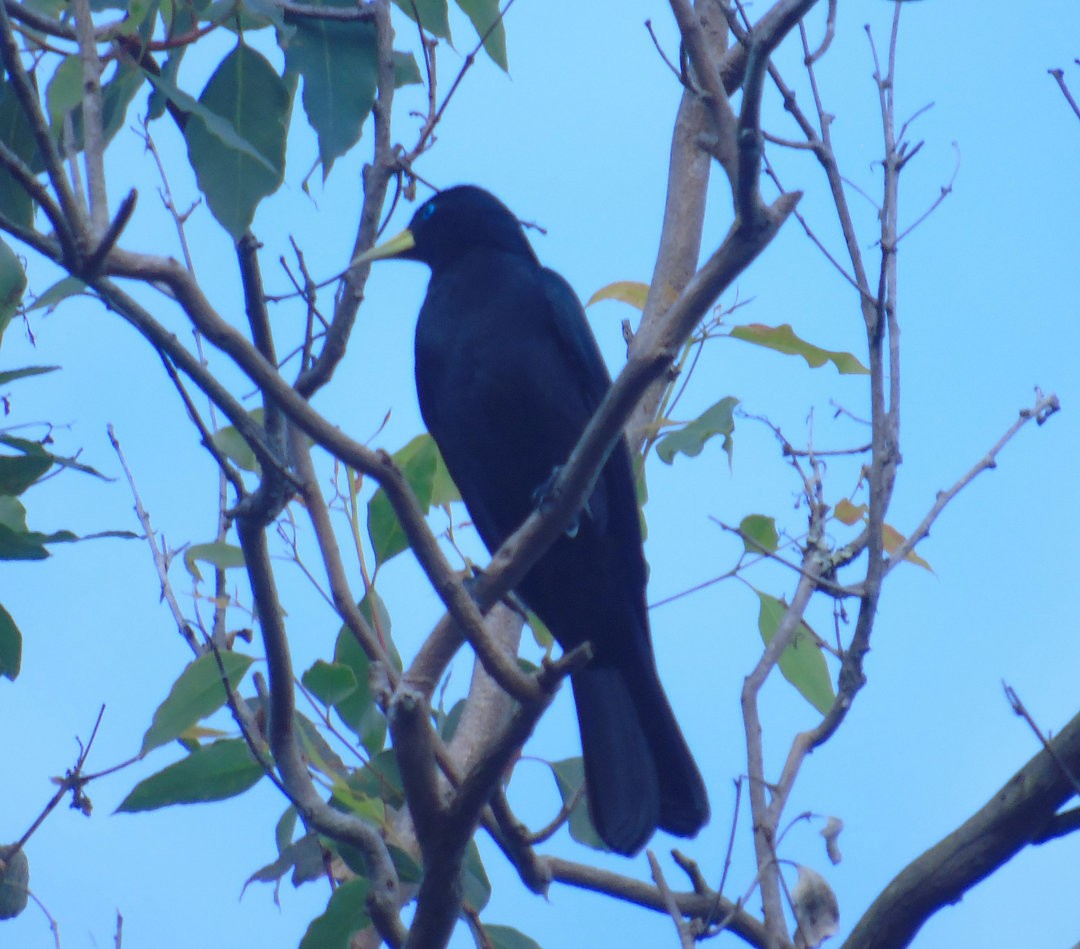 Red-rumped Cacique - ML643849475
