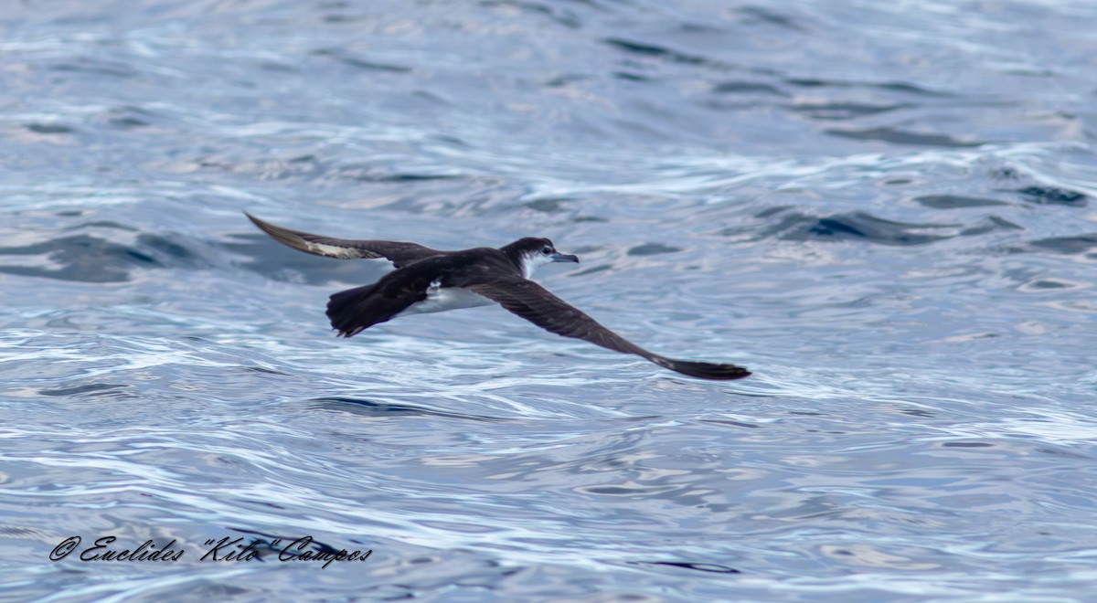 Sargasso Shearwater - ML643849479