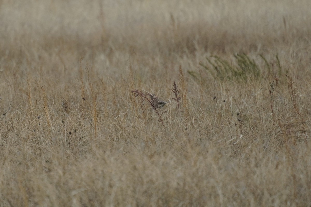 Western/Eastern Meadowlark - ML643849483