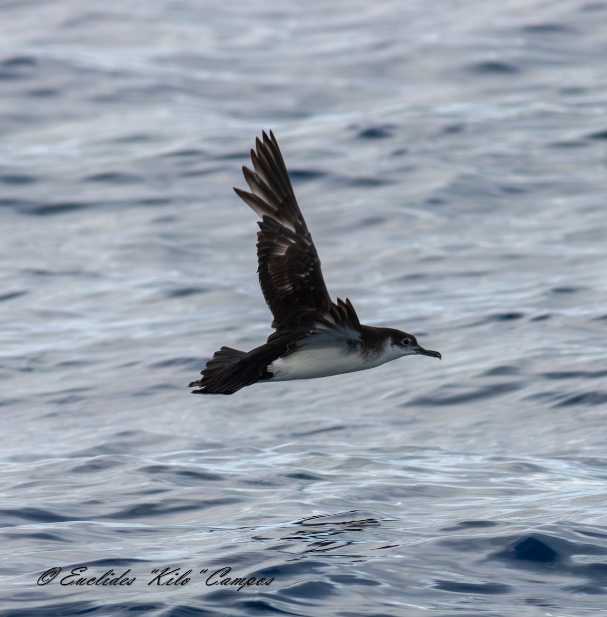 Puffin des Anglais - ML643849510