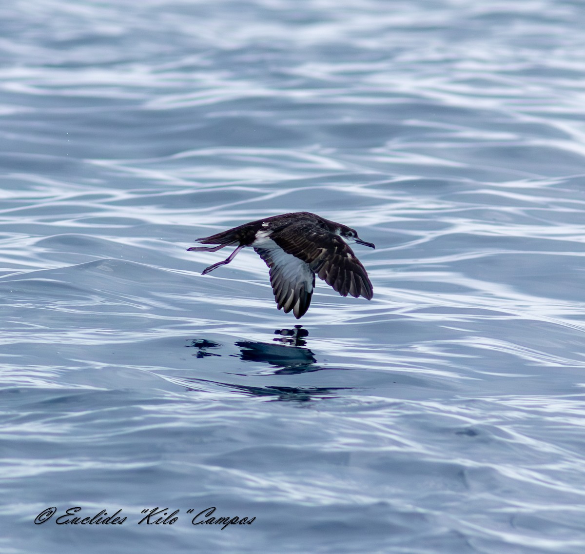 Puffin des Anglais - ML643849511