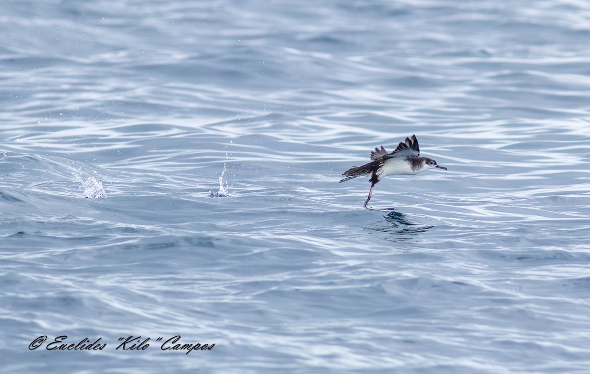 Puffin des Anglais - ML643849513