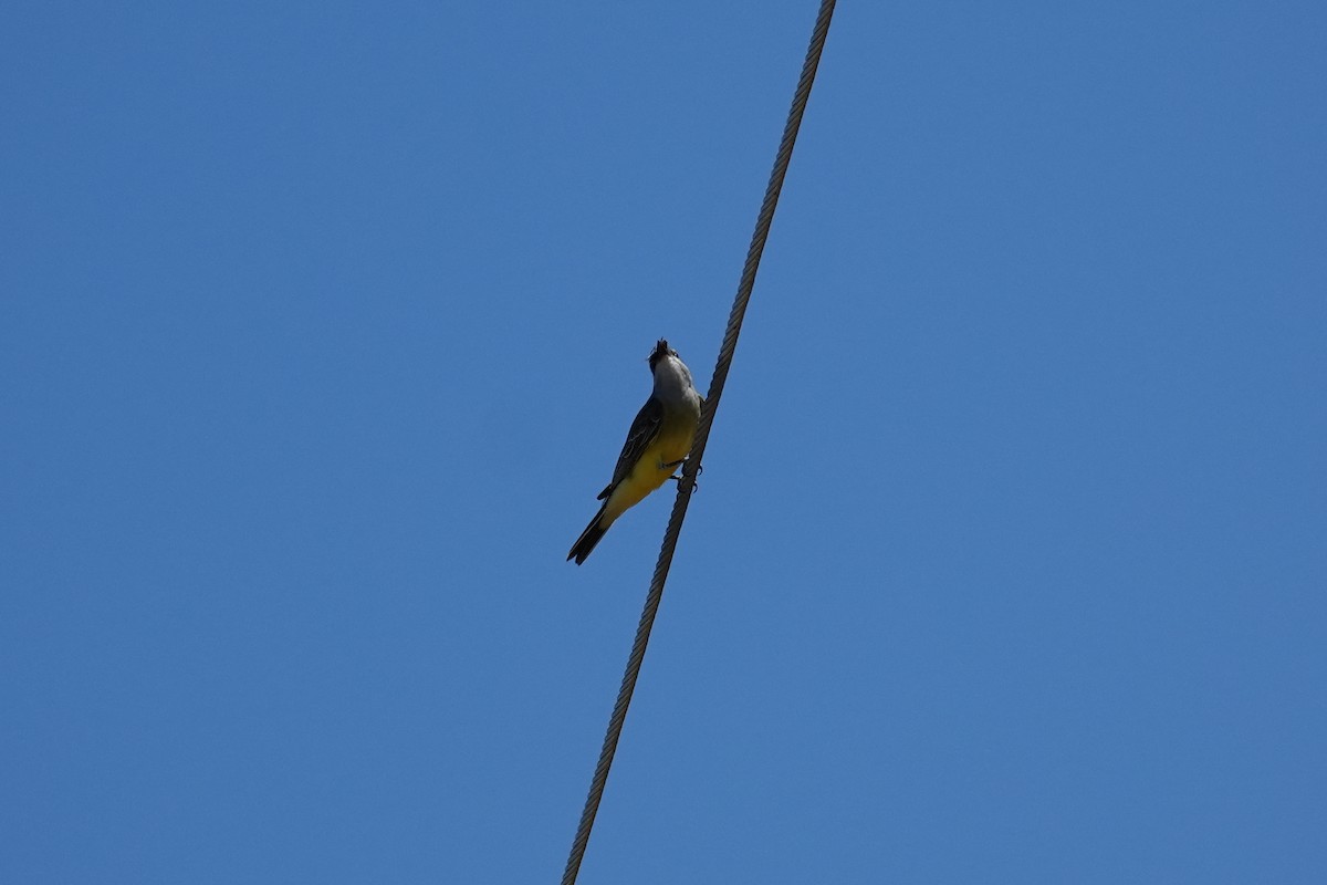 Western Kingbird - ML643849549