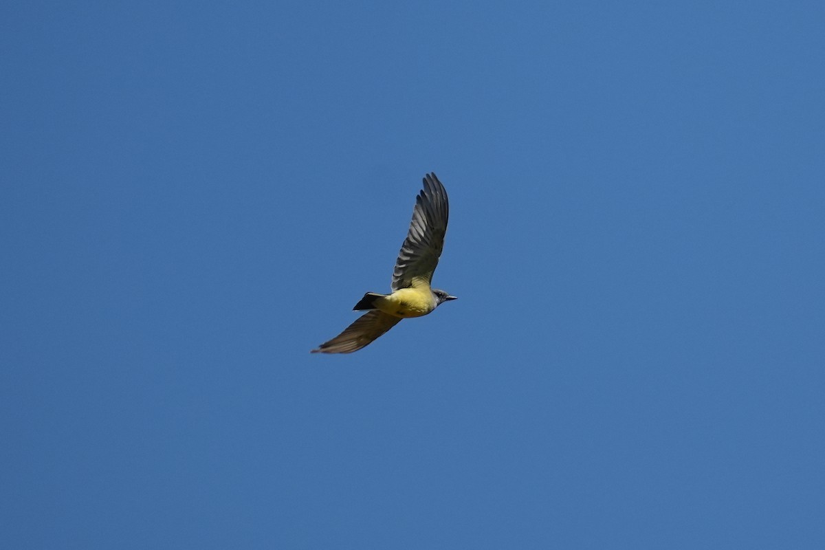 Western Kingbird - ML643849550