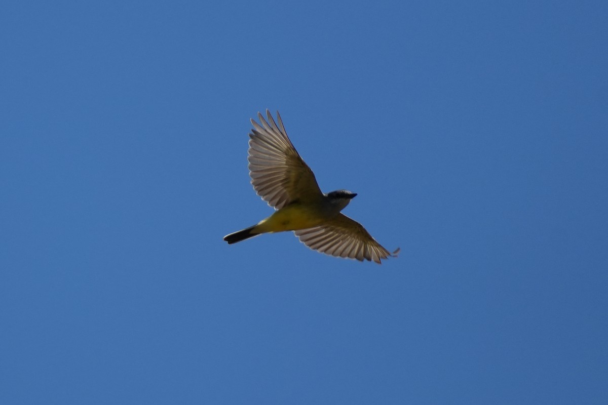Western Kingbird - ML643849551