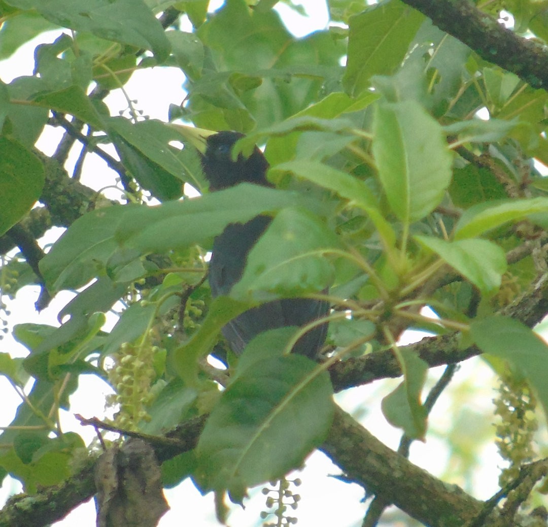 Red-rumped Cacique - ML643849558