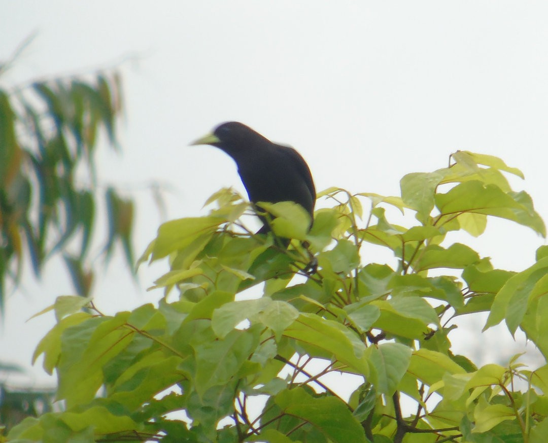 Red-rumped Cacique - ML643849559