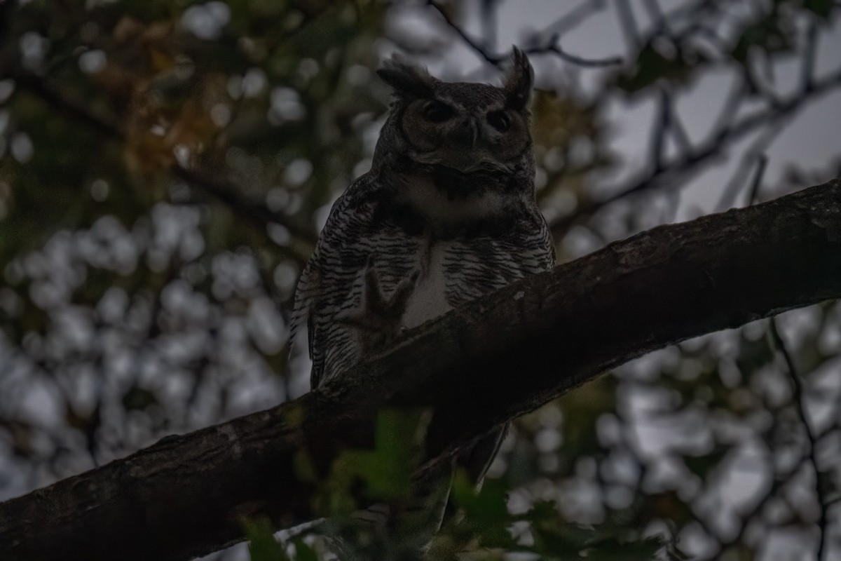 Great Horned Owl - ML643849566