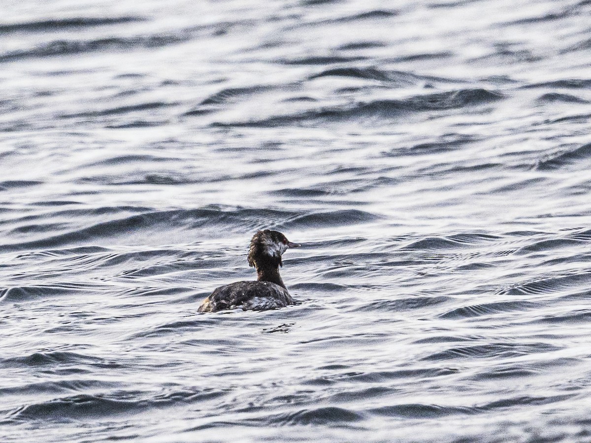Horned Grebe - ML643849570
