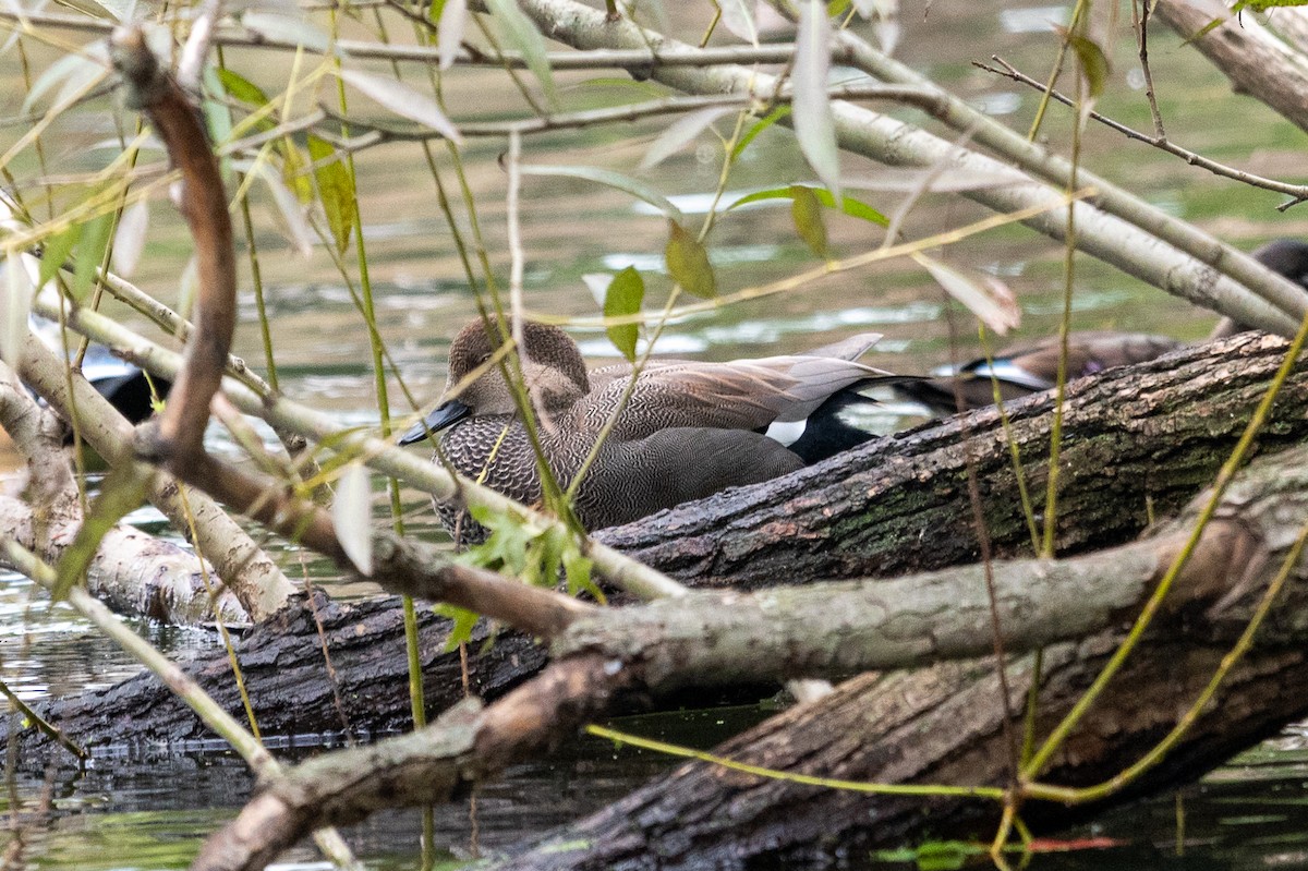Canard chipeau - ML643849571