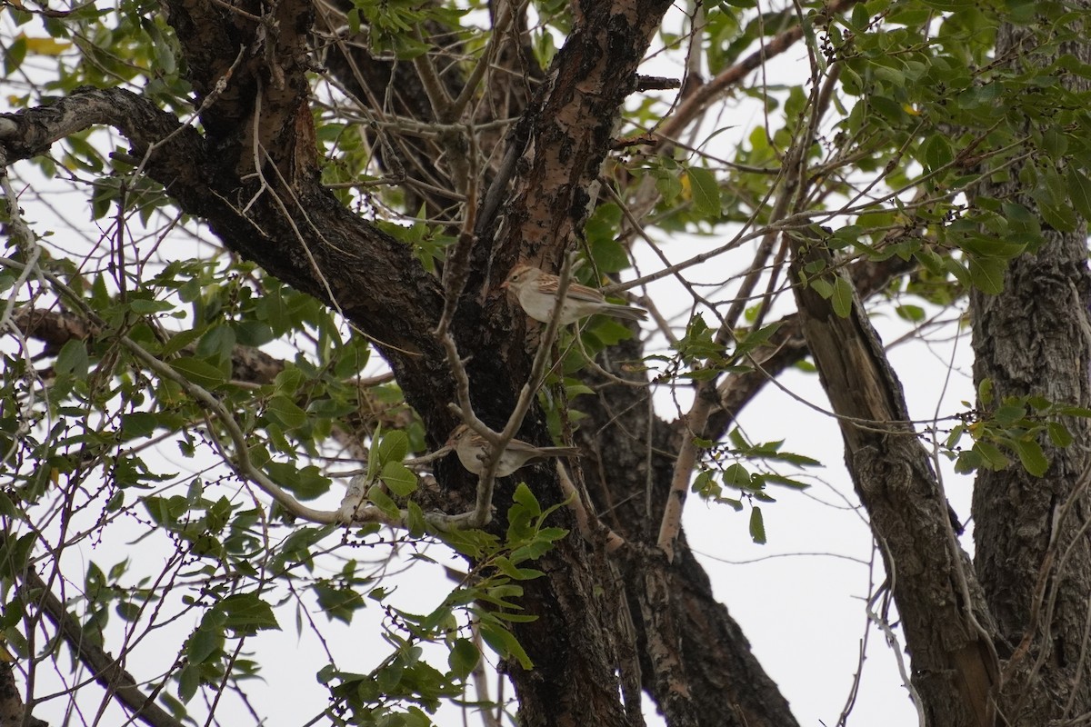 Chipping Sparrow - ML643849577