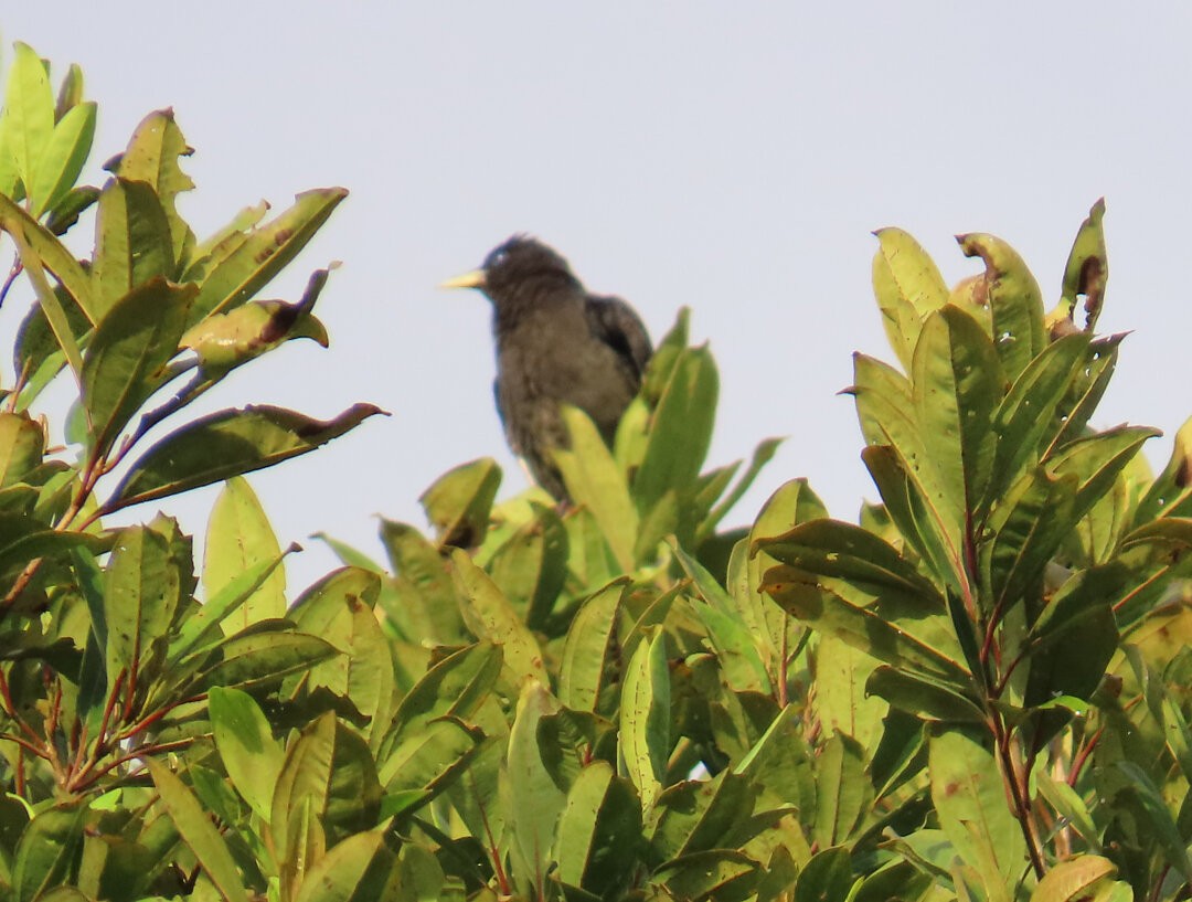 Red-rumped Cacique - ML643849580