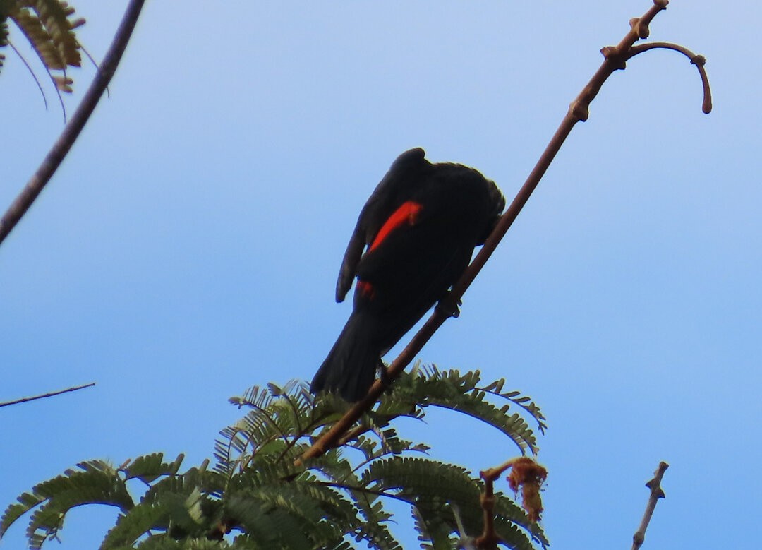 Red-rumped Cacique - ML643849581