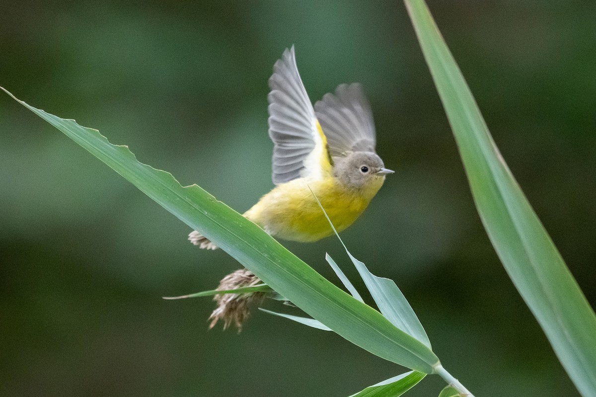 Nashville Warbler - ML643849605