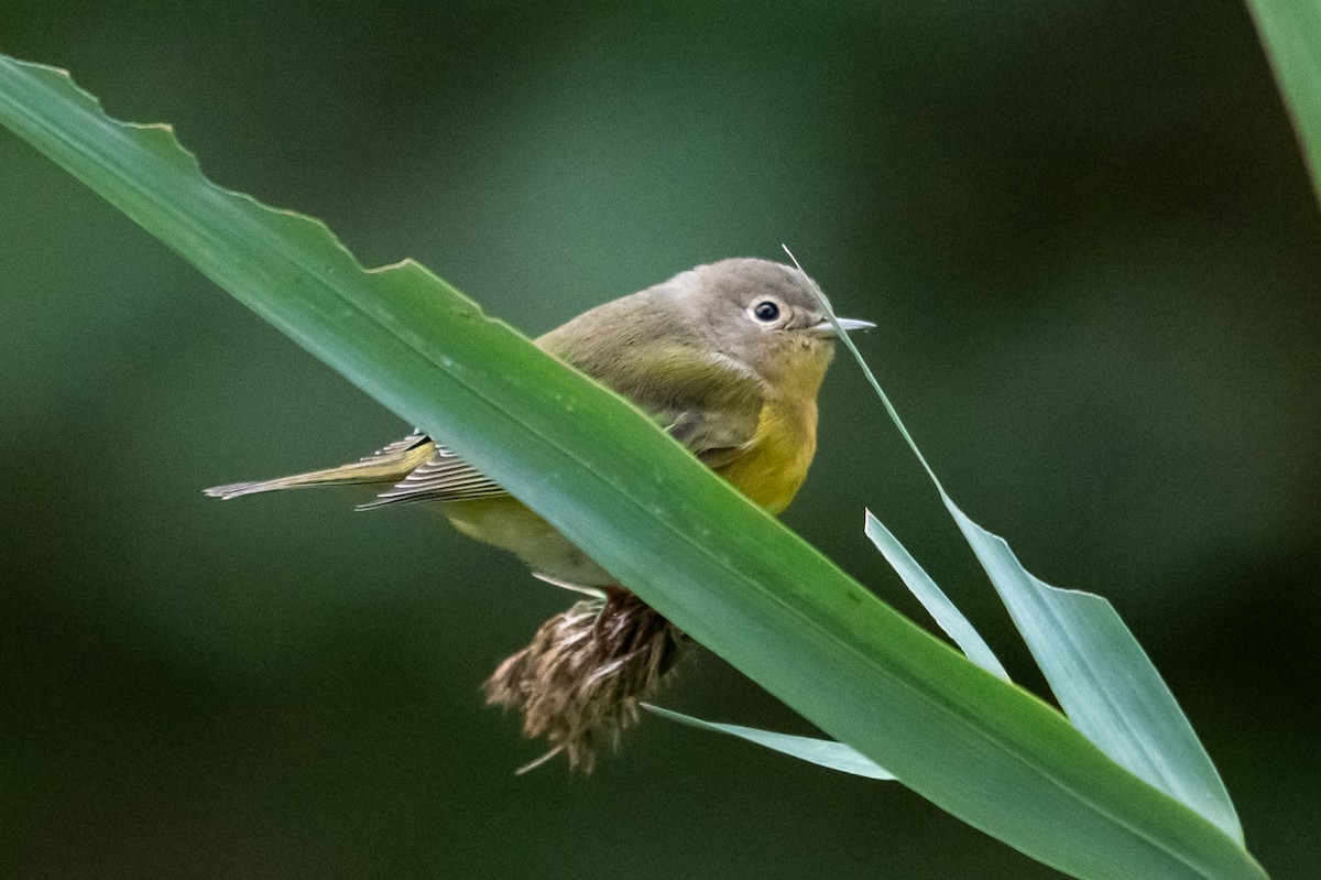 Nashville Warbler - ML643849606