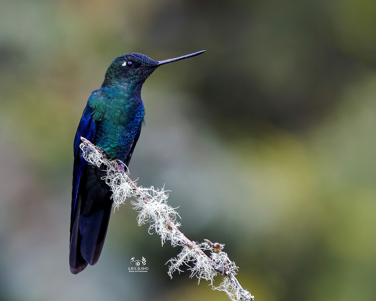 Great Sapphirewing - ML643849609