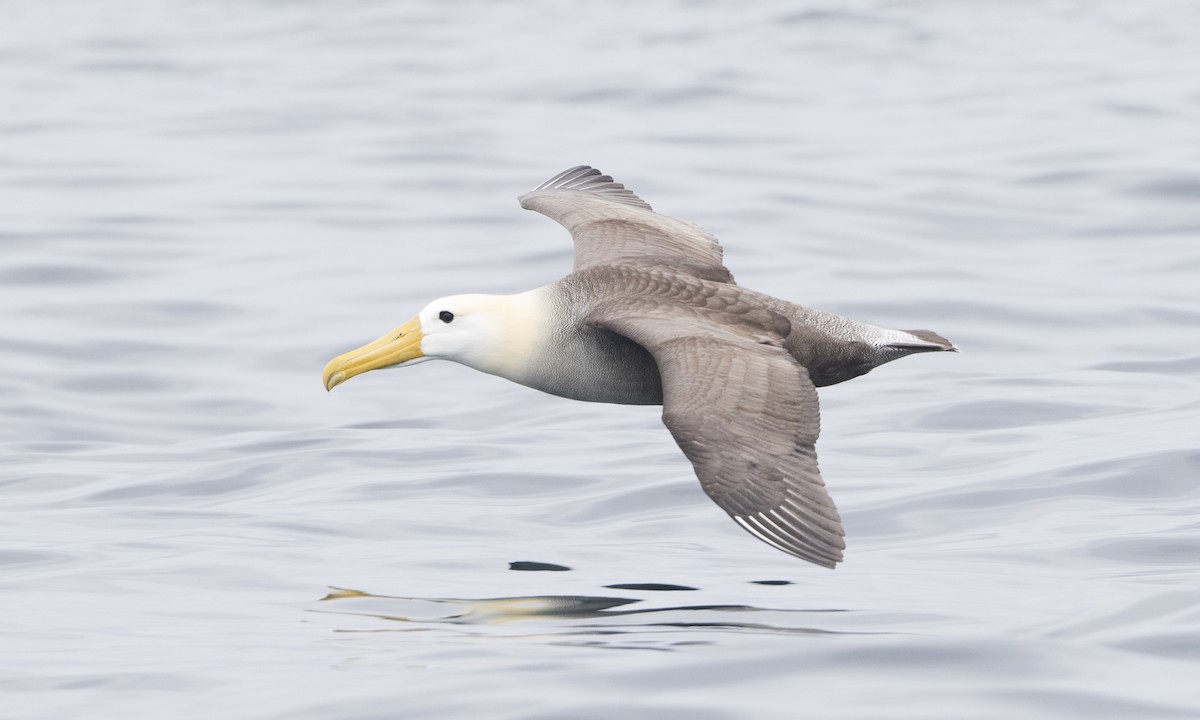 Waved Albatross - ML64384961