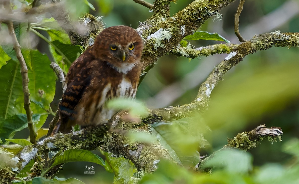 Andean Pygmy-Owl - ML643849622