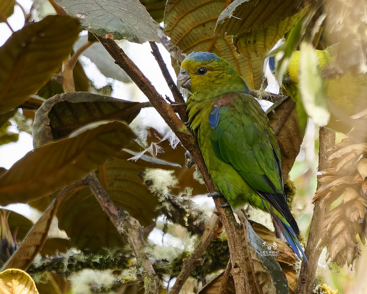 Indigo-winged Parrot - ML643849628