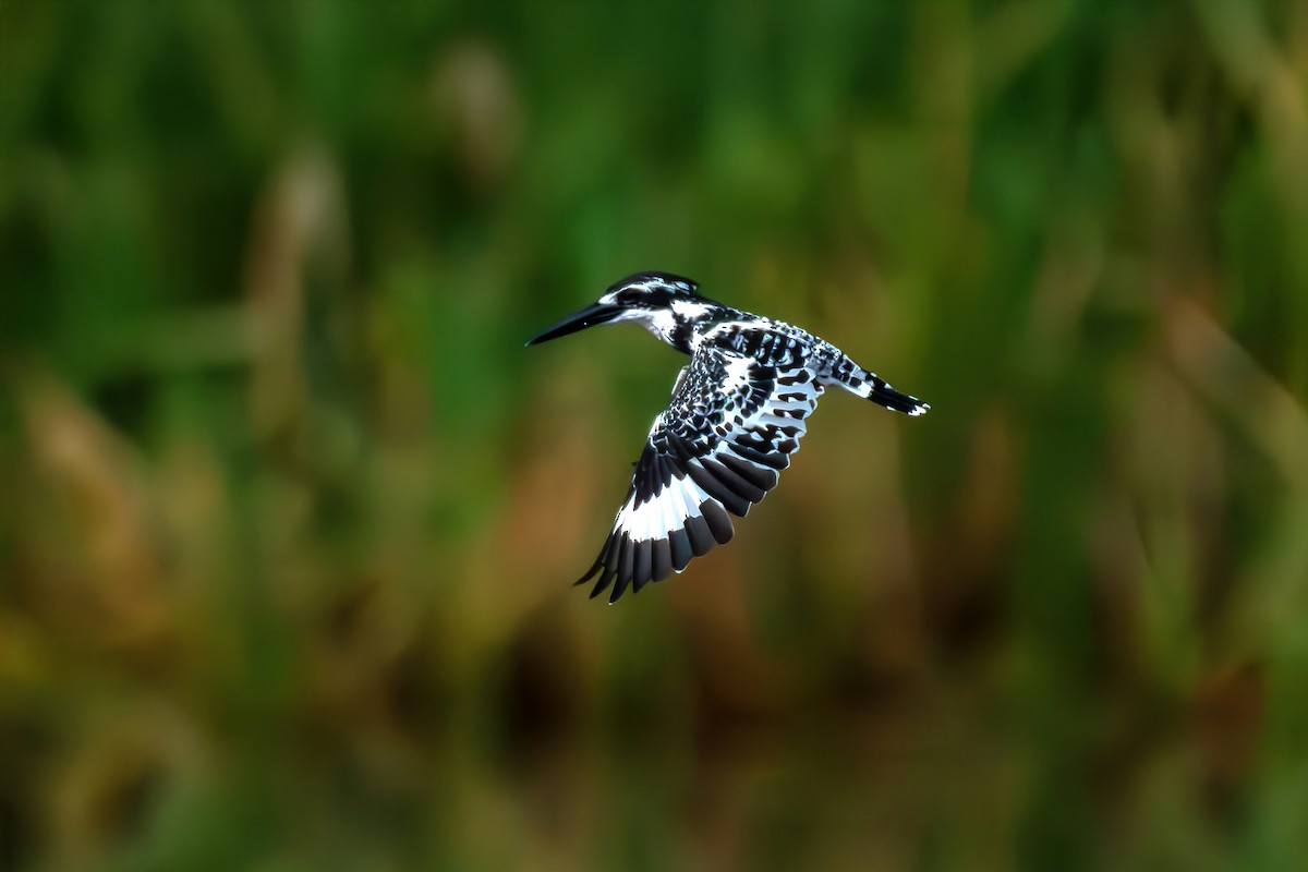 Pied Kingfisher - ML643849630