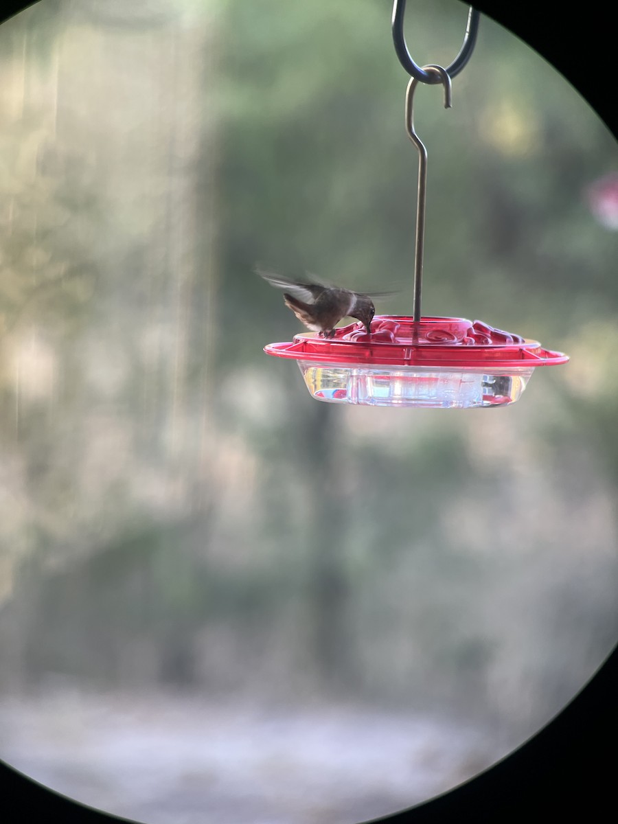 Rufous Hummingbird - ML643849633
