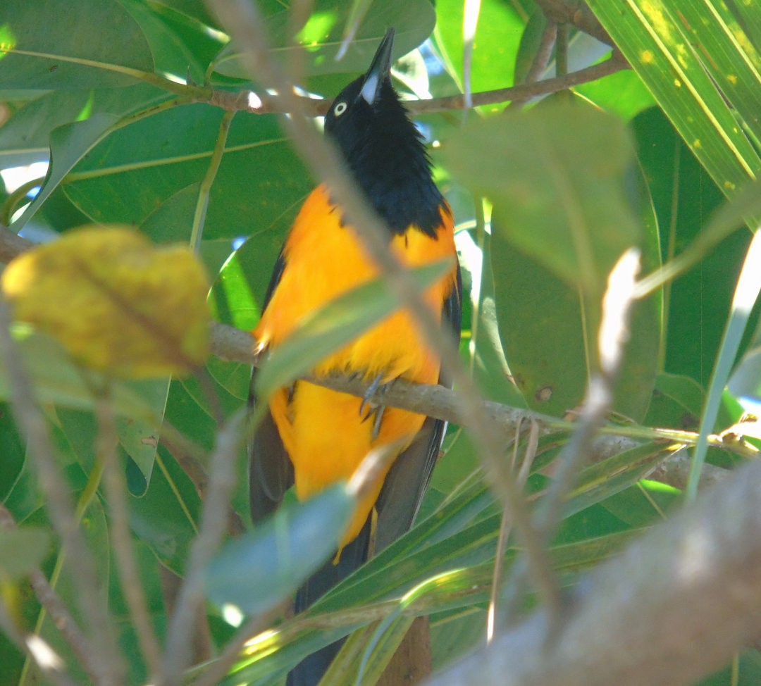 Campo Troupial - ML643849647