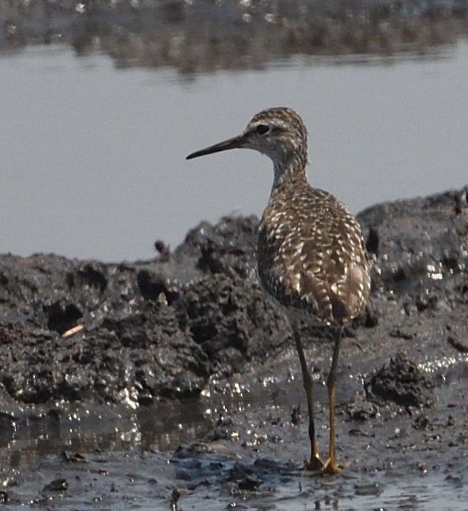 Bruchwasserläufer - ML643849661