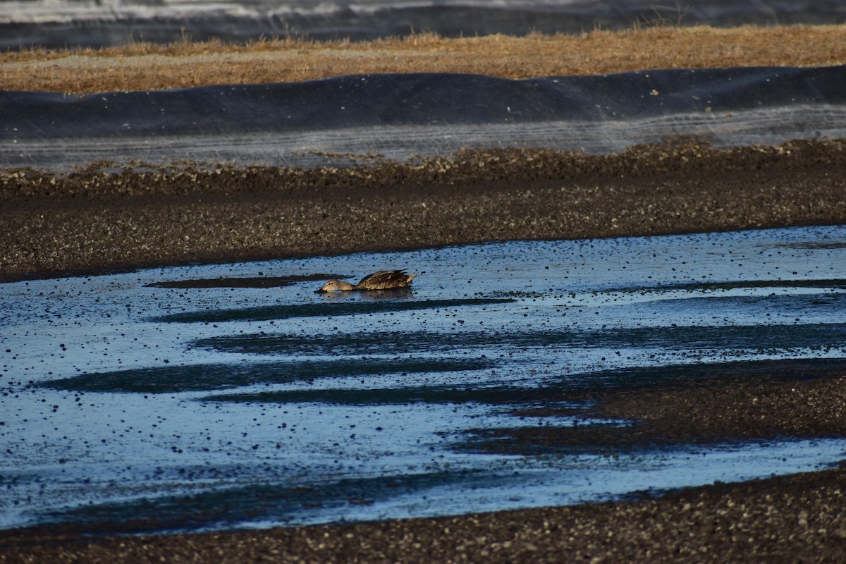 duck sp. - ML643849664