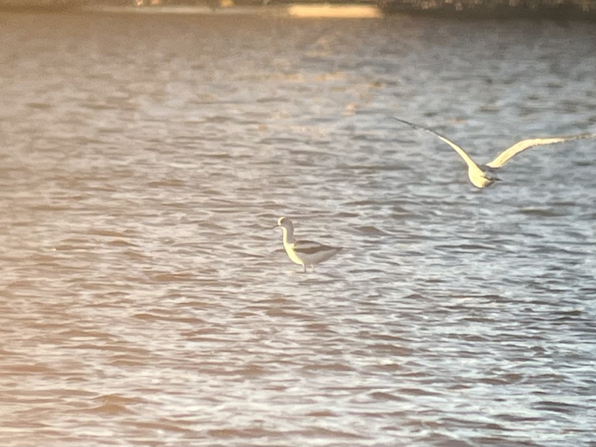 American Avocet - ML643849668