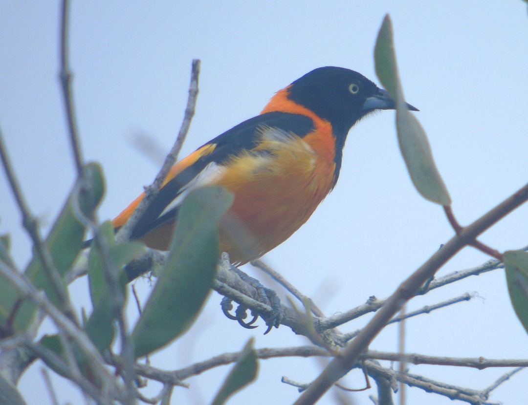 Campo Troupial - ML643849669