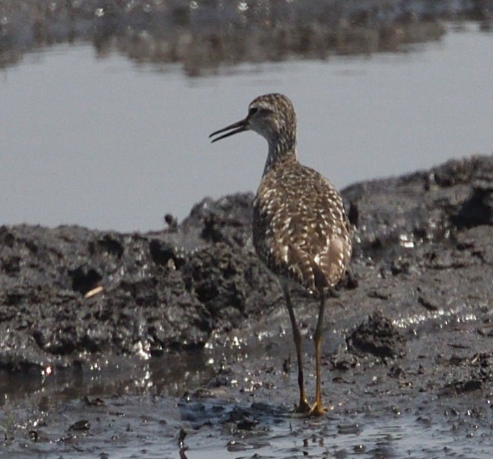 Bruchwasserläufer - ML643849670
