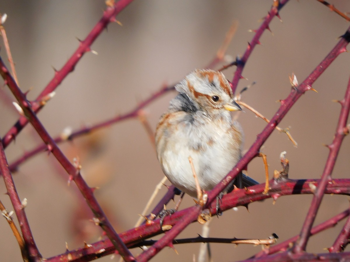 American Tree Sparrow - ML643849675