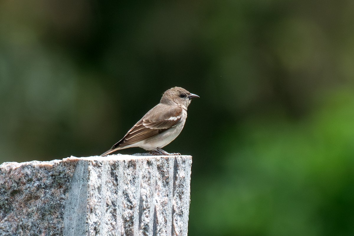 Yellow-throated Sparrow - ML643849679