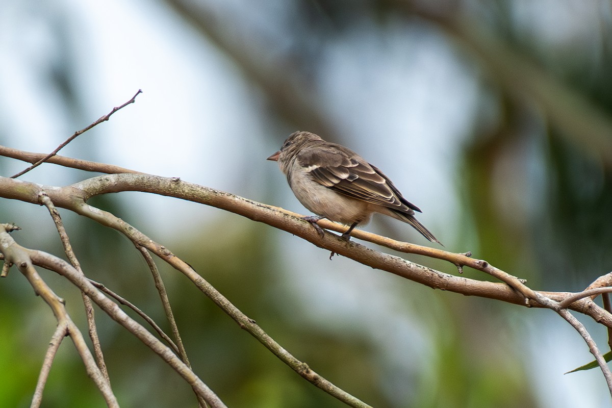 Yellow-throated Sparrow - ML643849681