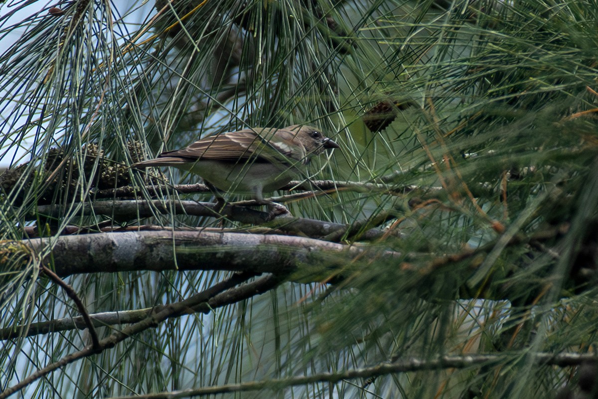 Yellow-throated Sparrow - ML643849682