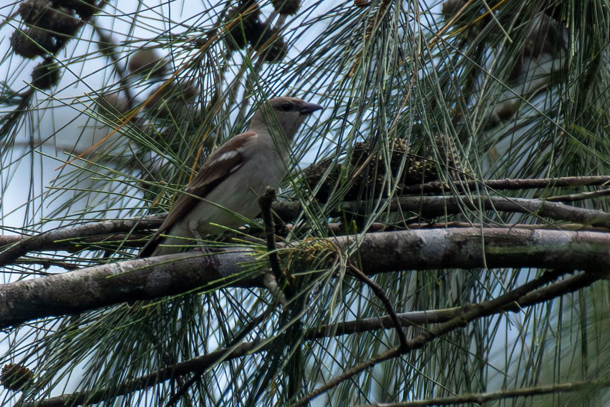 Yellow-throated Sparrow - ML643849683