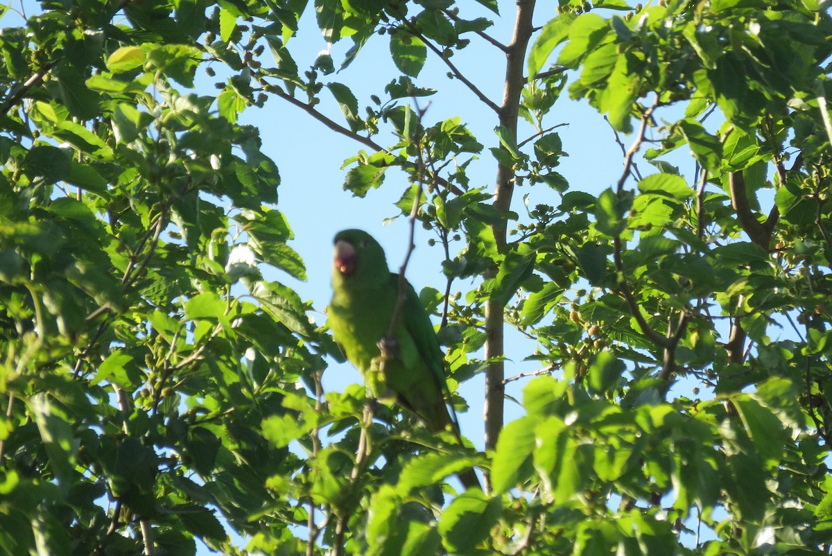 Белоглазая аратинга - ML643849686